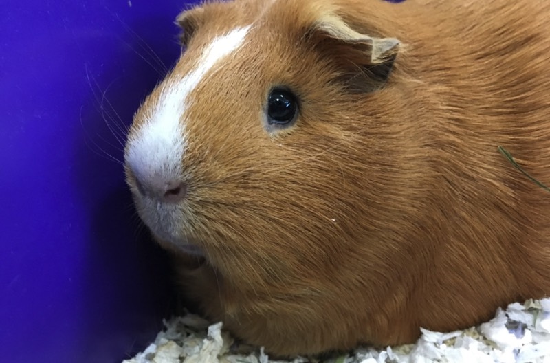 Guinea pigs and other critters are welcome